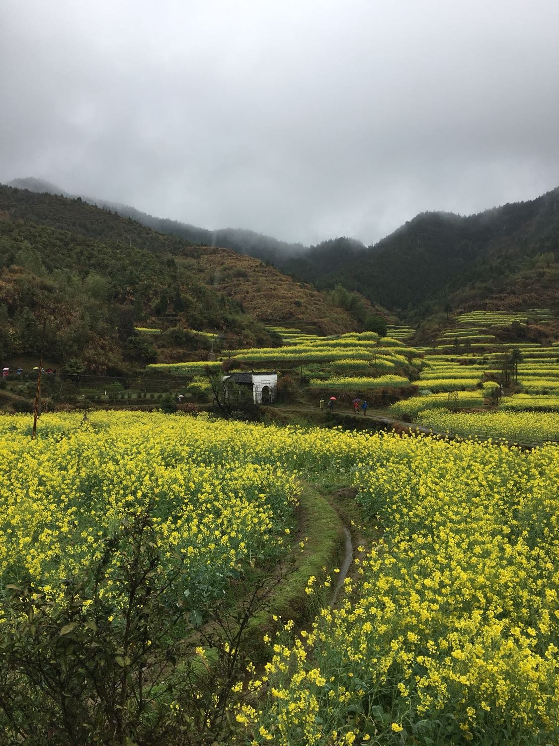 婺源最新天氣預報