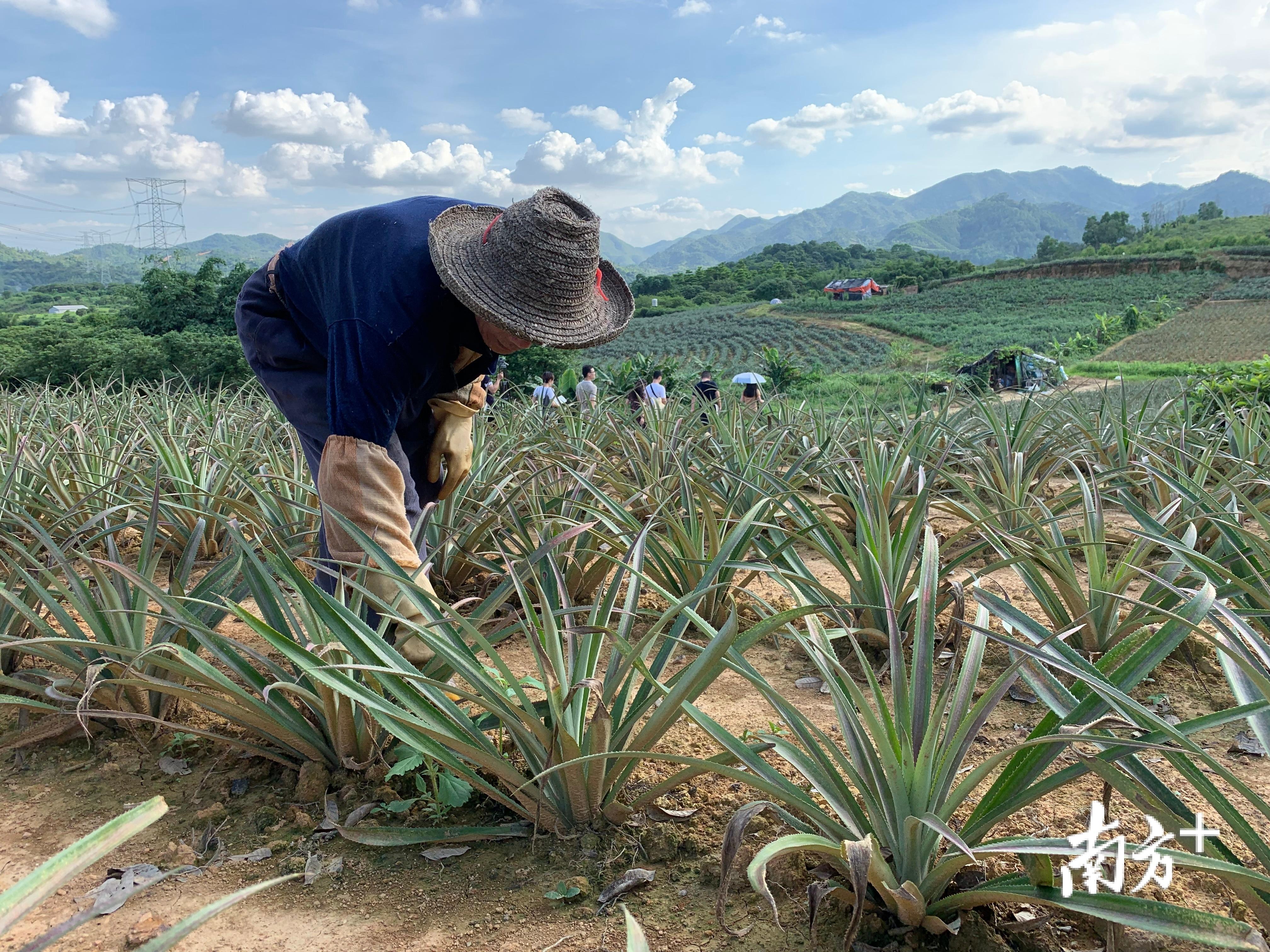 泉水村委會最新動態(tài)報道，最新新聞及新聞報道概述