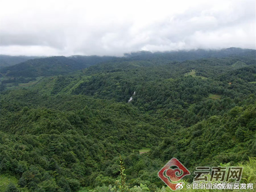 云勇林場最新天氣預(yù)報概覽